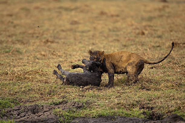A Lion kills a young Cape Buffalo in Katavi National Park Tanzania A Lion kills a young Cape Buffalo in Katavi National Park Tanzania
