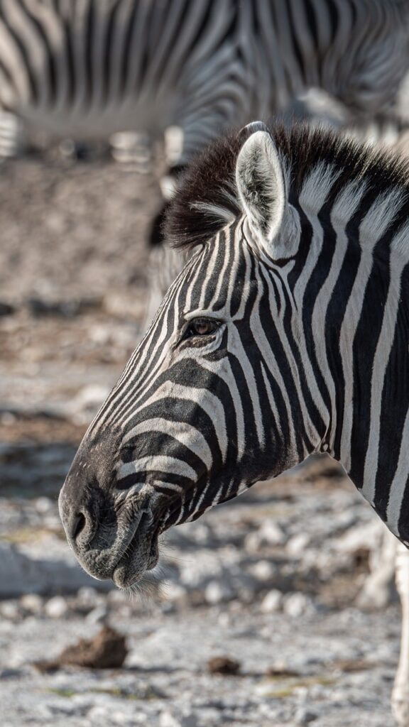 Saadani National Park Tanzania