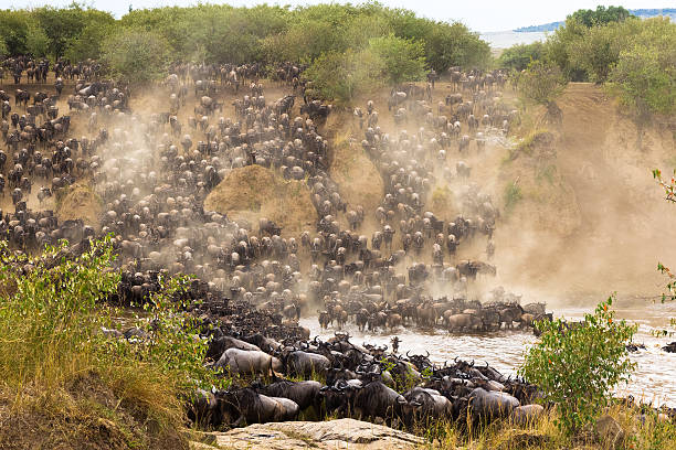 The great migration at the height. Africa, Tanzania