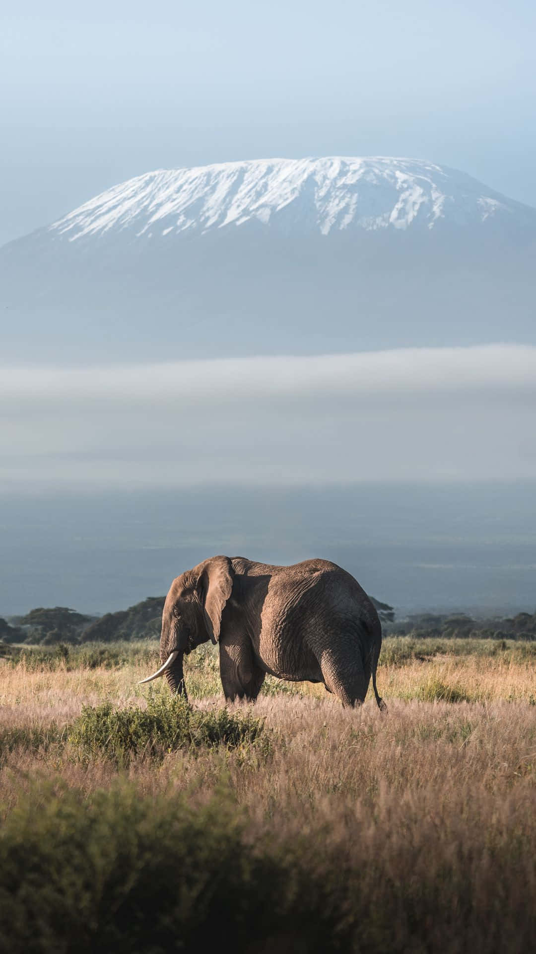 mount-kilimanjaro-with-elephant-portrait-image mount-kilimanjaro-with-elephant-portrait-image