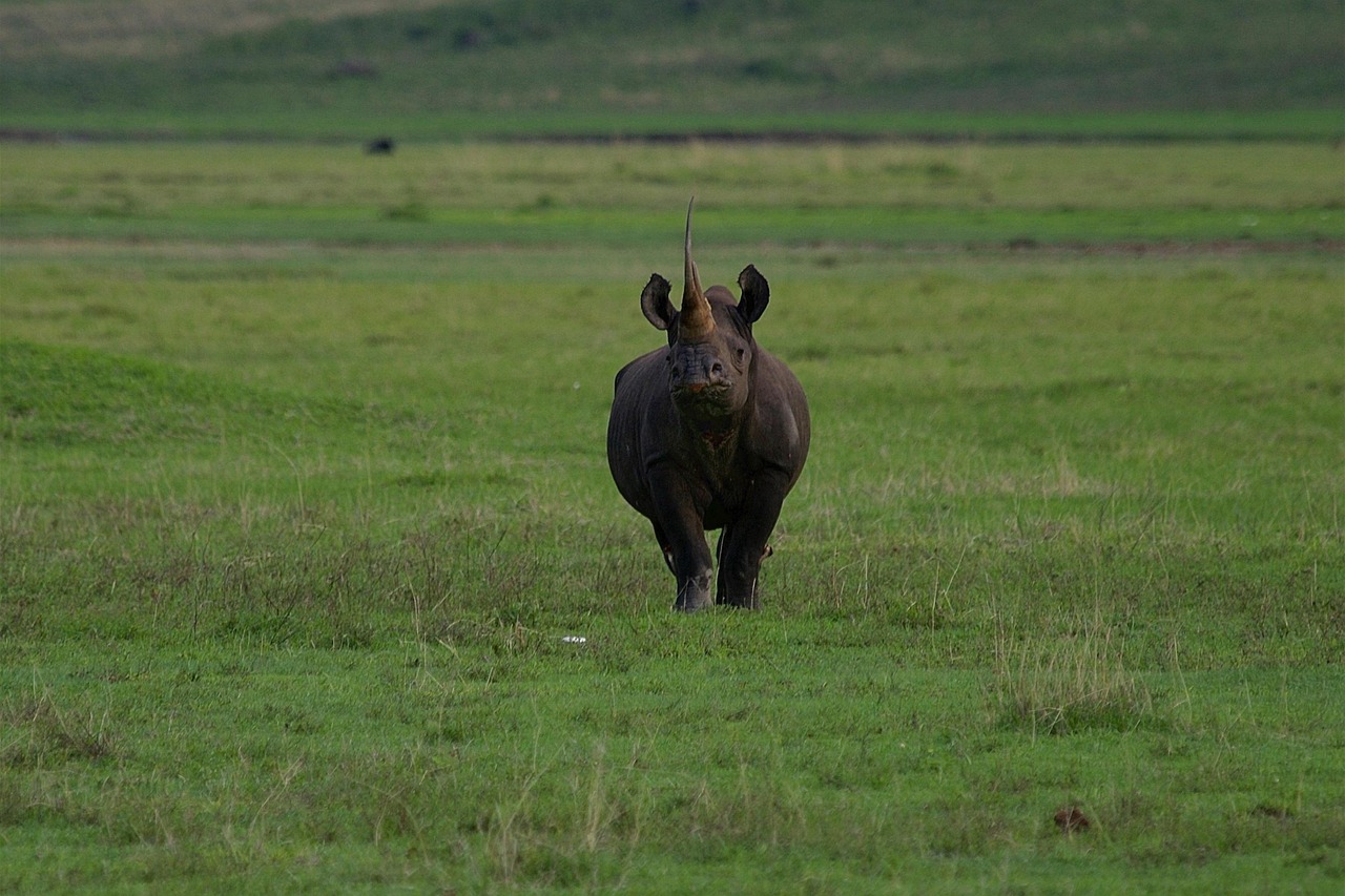 A black rhino in Ngorongoro