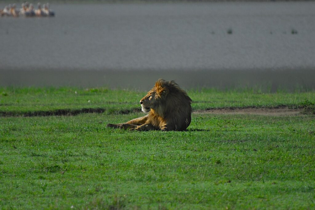 A male lion in Ngorongoro Crater
