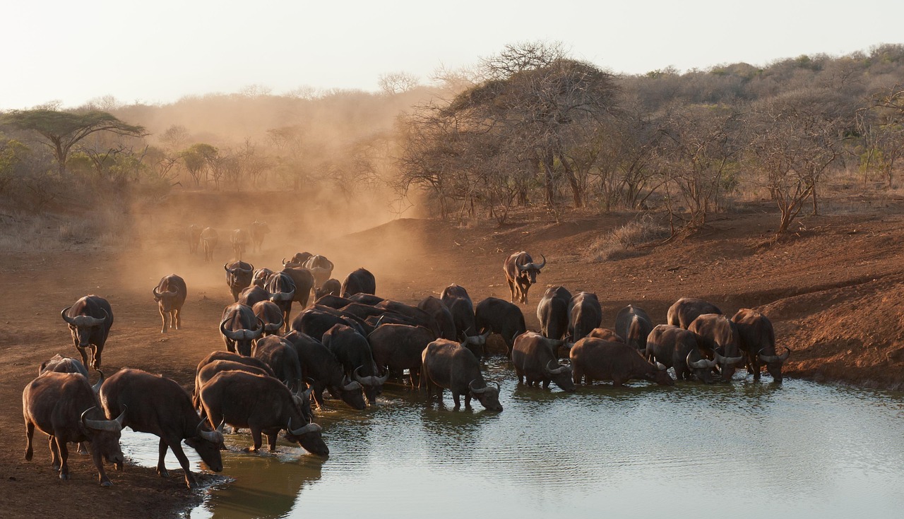 Buffaloes in Tanzania