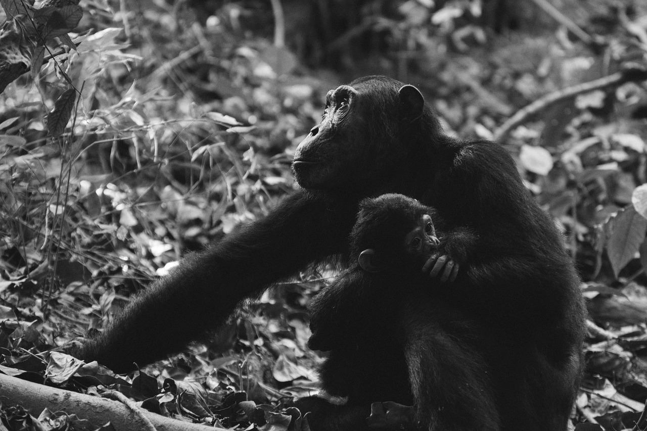 Chimpanzees in Mahale Mountains National Park Tanzania