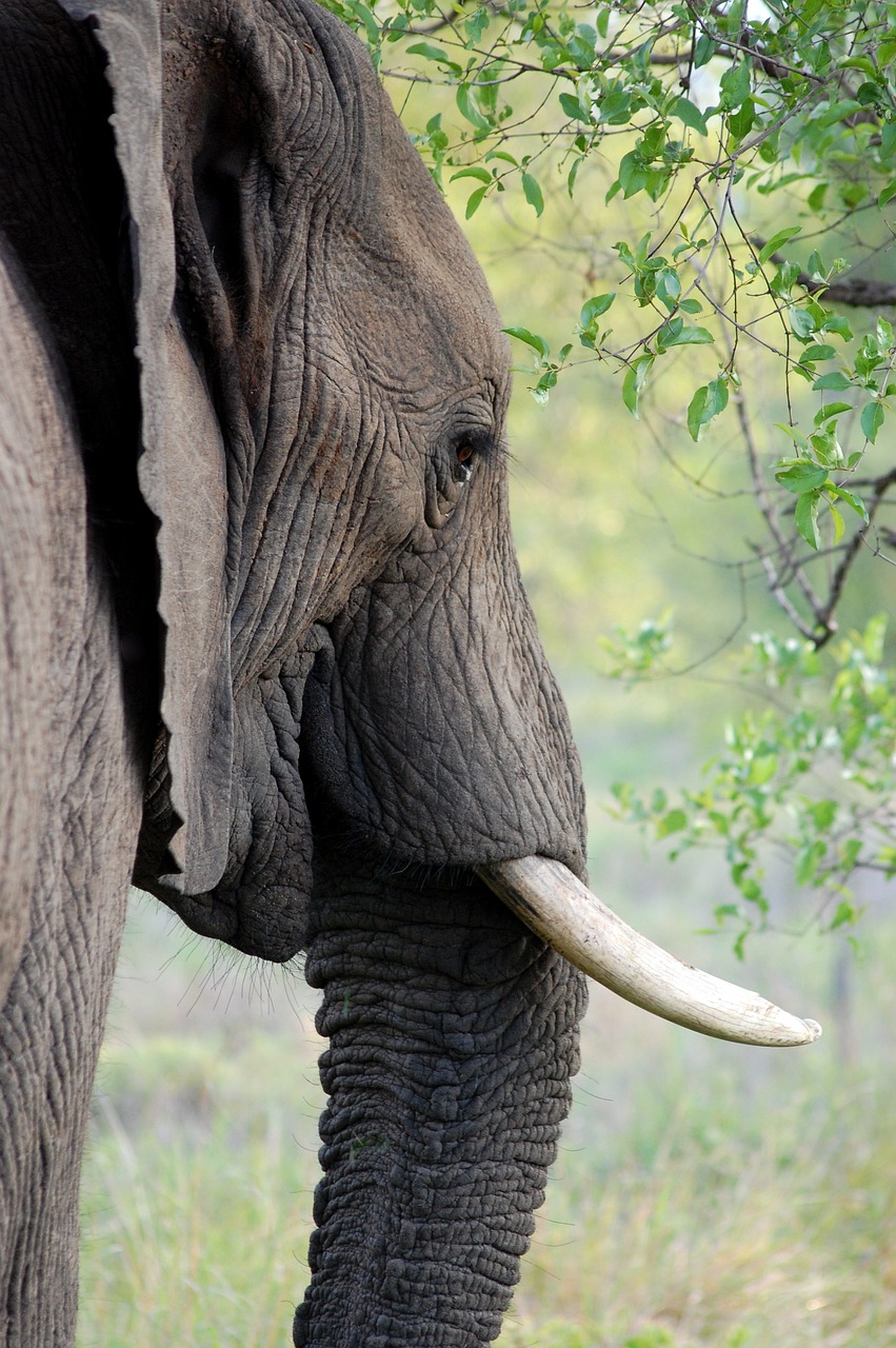 An elephant in Tanzania National Park