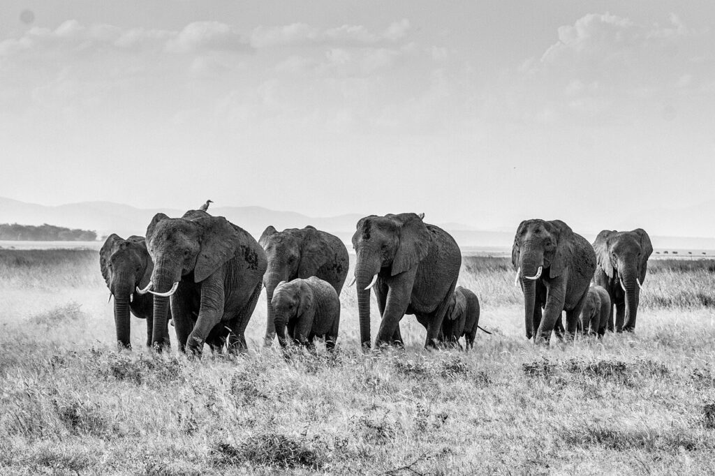 Elephant herds in Tanzania Elephant herds in Tanzania