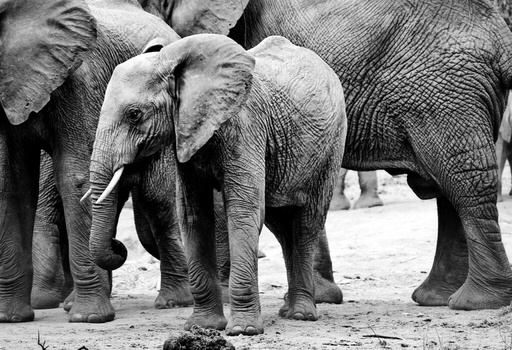 Elephants in Tanzania