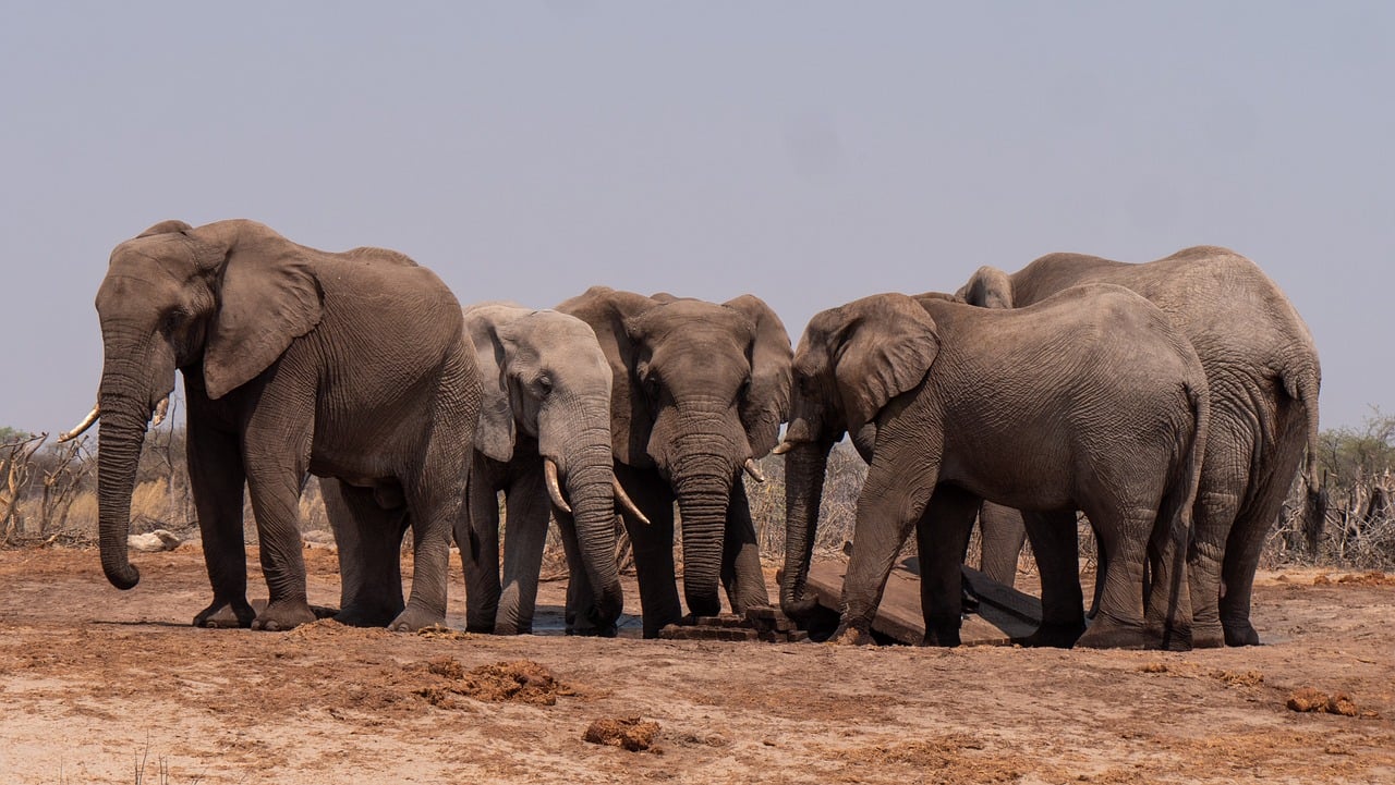 Elephants in Tarangire np, Tanzania