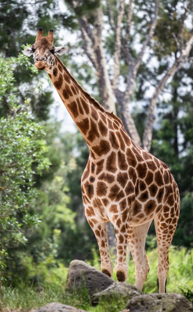 Giraffe in a Tanzania Park