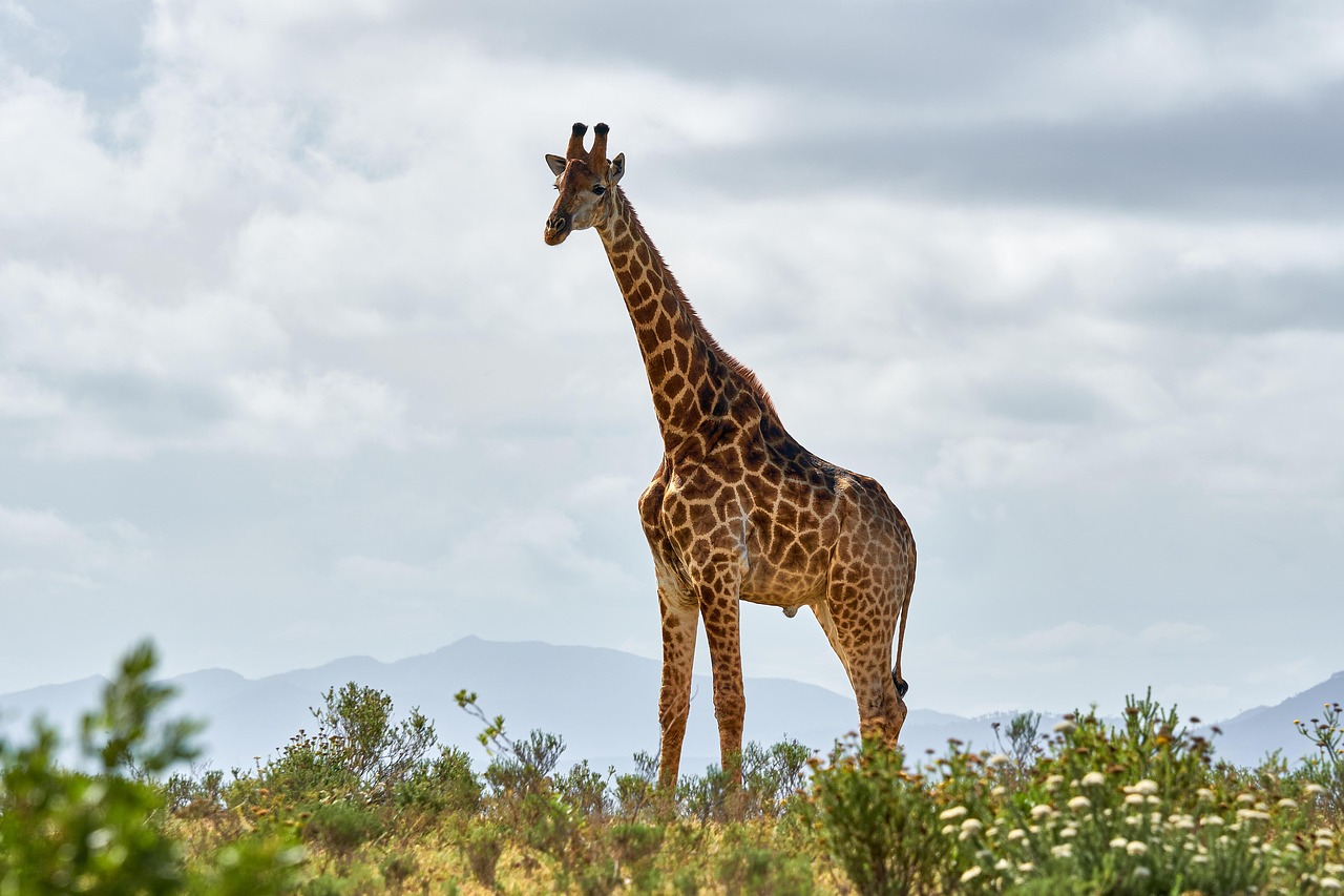 See Giraffes in Tanzania