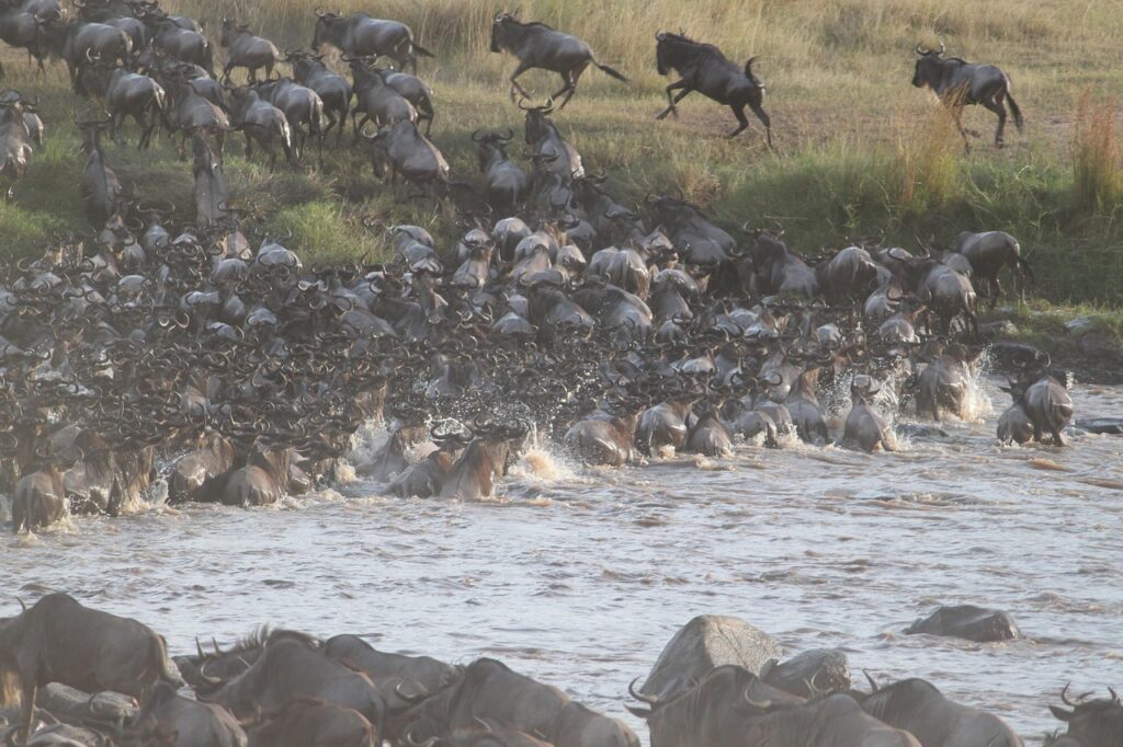Great-wildebeest-migration-Tanzania Great-wildebeest-migration-Tanzania