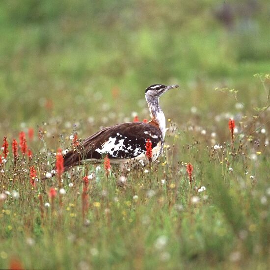Kitulo_National_Park_Denhams_Bustard