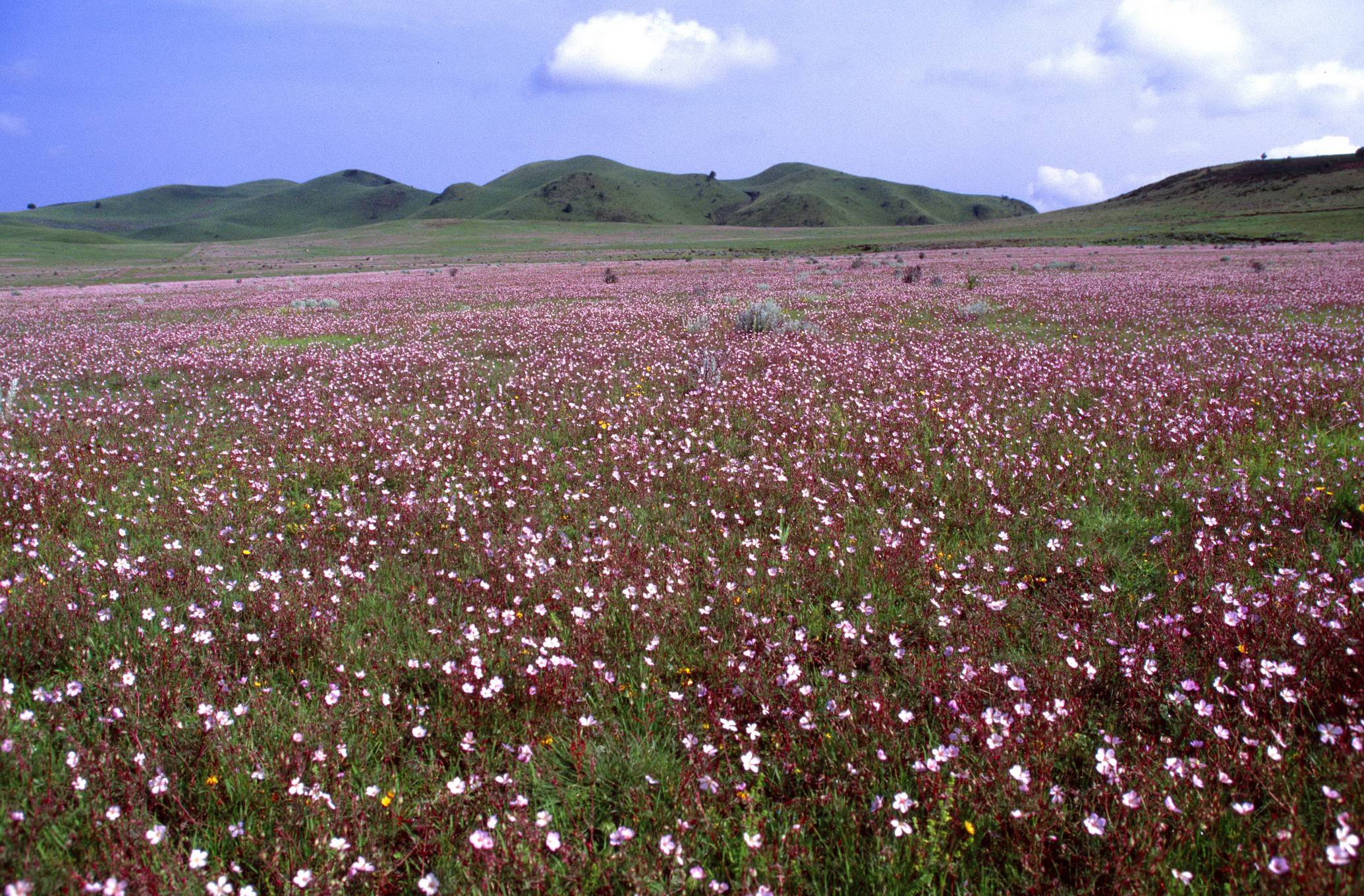 Kitulo National Park Sea of Flowers