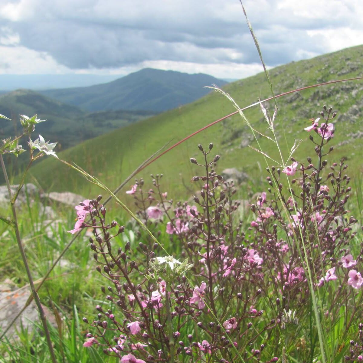 Kitulo_National_Park_Tanzania