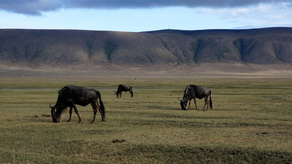 Ngorongoro Conservation Area