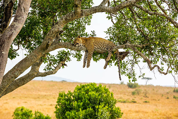 see leopards during a Serengeti National Park Safari