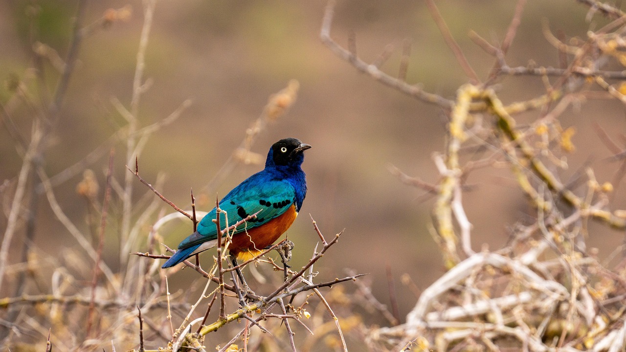 Tanzania birding Tours