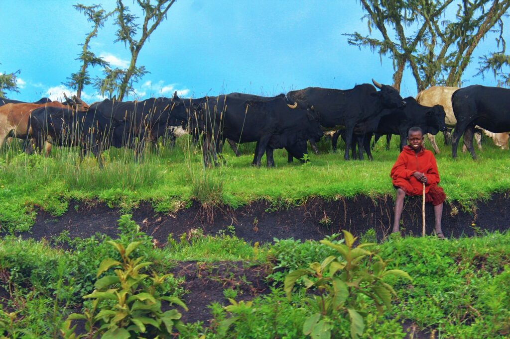 The Maasai boy grazing cattle in Ngorongoro Conservation Area