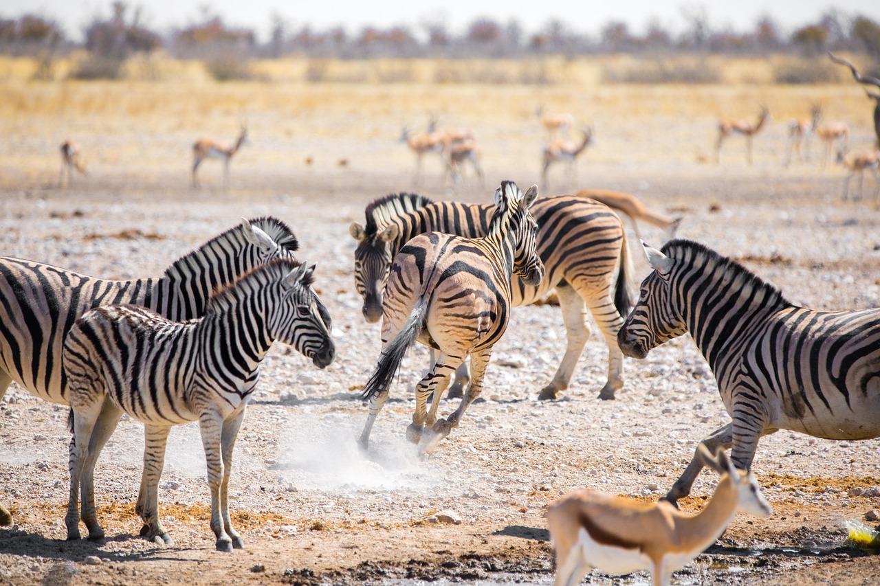 See Tanzania's great migration
