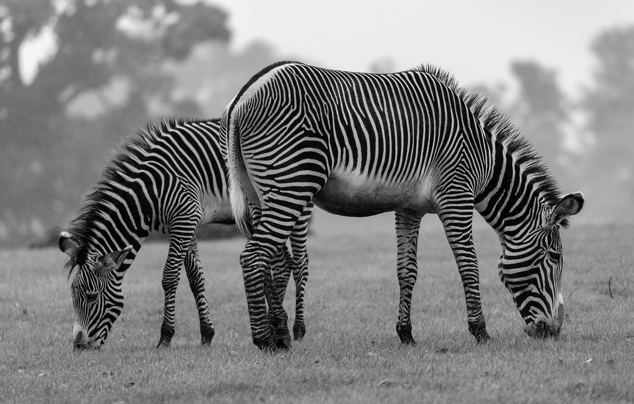 See Zebras in Tanzania