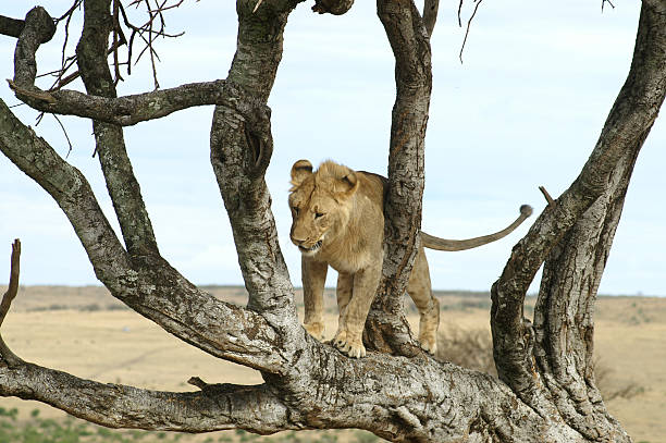 African lion on a tree in Tanzania