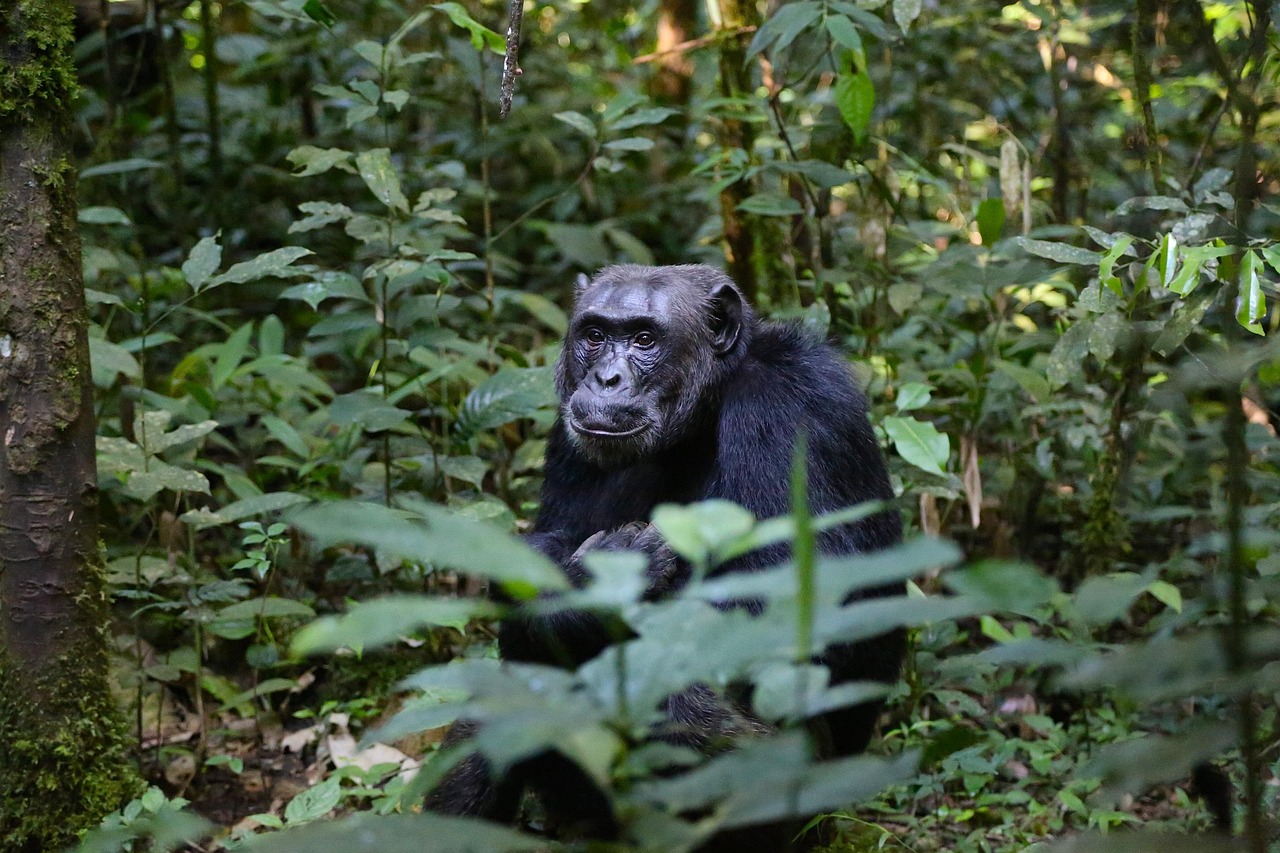 chimpanzee trekking in Gombe National Park, Tanzania chimpanzee trekking in Gombe National Park, Tanzania