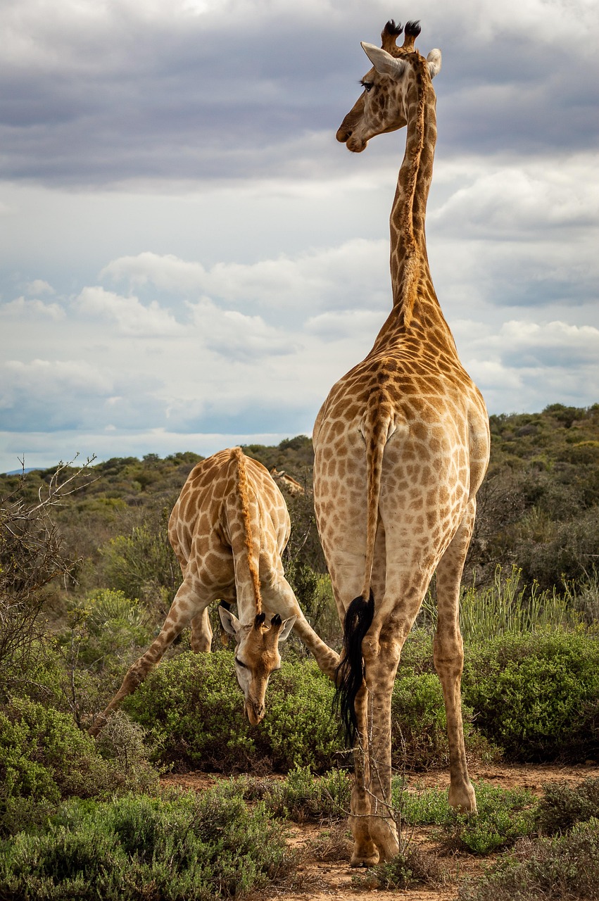 giraffes in Arusha National Park