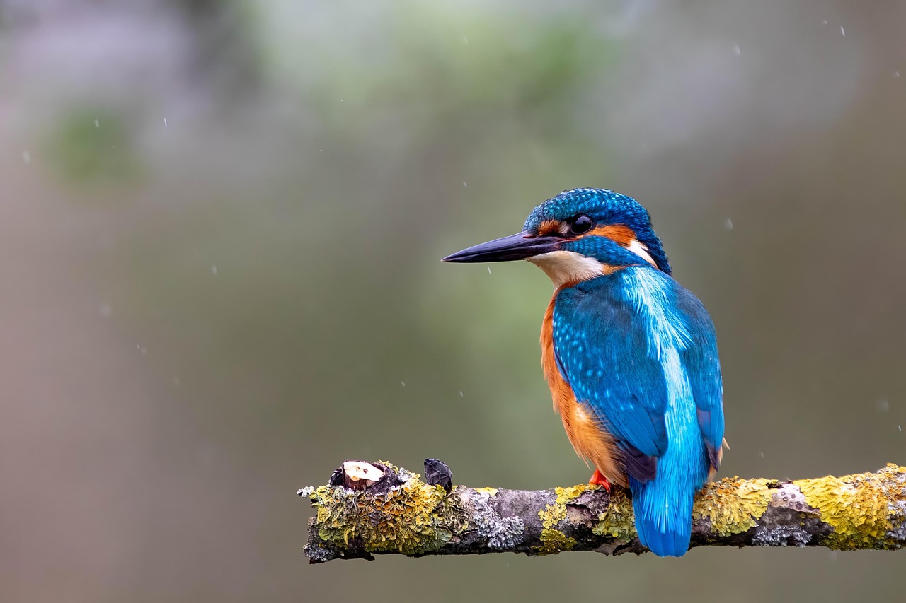 king fisher bird in Tanzania king fisher in Tanzania