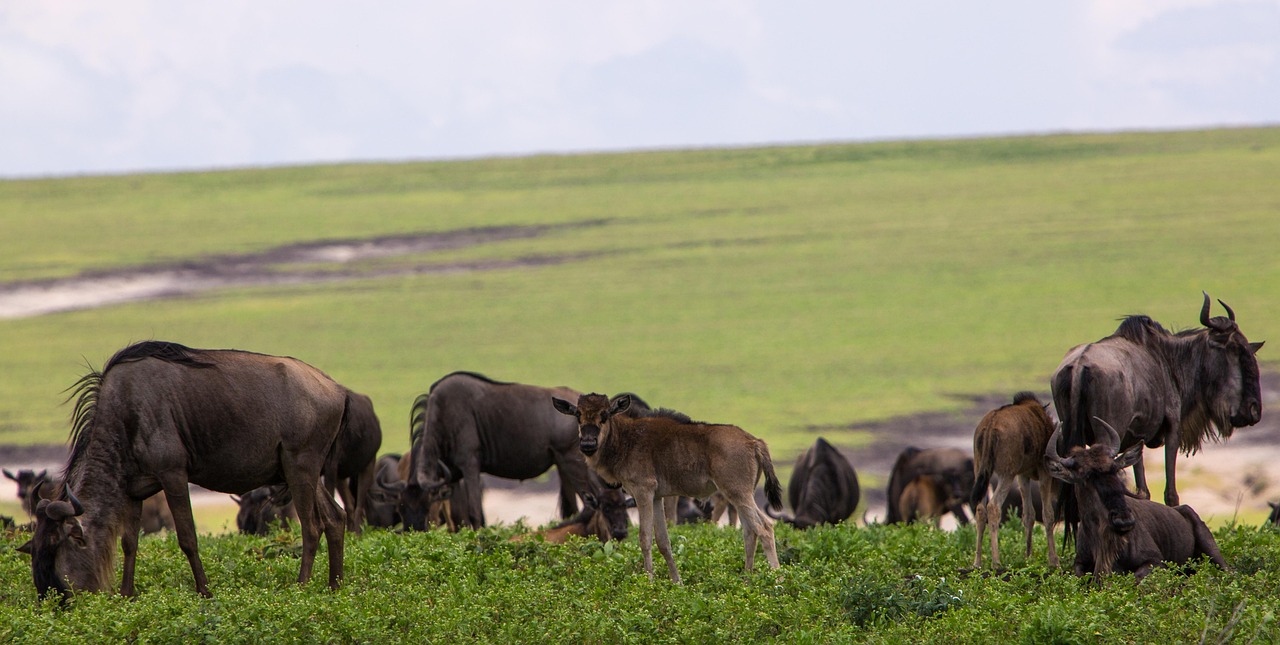 Ngorongoro-conservation-area wildebeests grazing