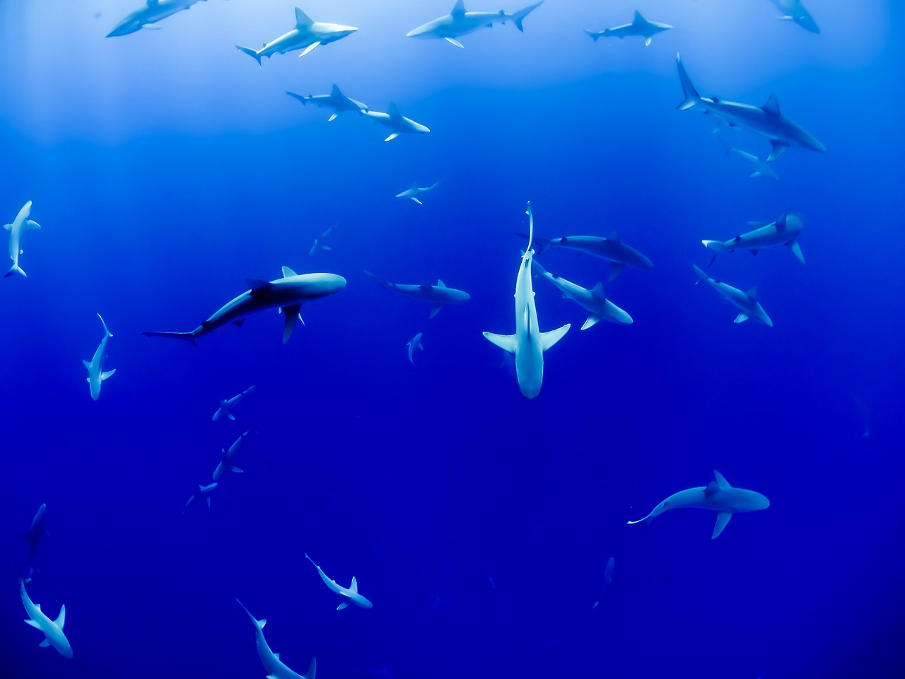 see sharks in the Indian Ocean