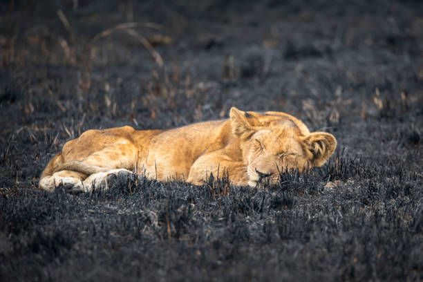 See lions in Uganda