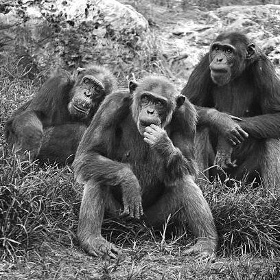 Chimpanzee group in a sanctuary Chimpanzee group in a sanctuary