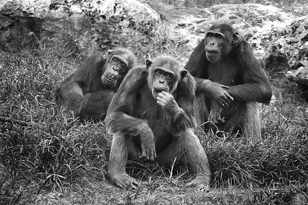 See Chimpanzees in Uganda