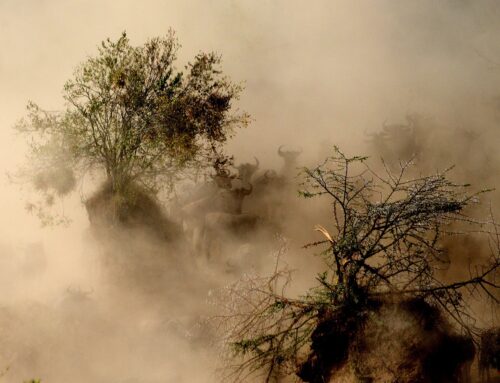 Serengeti vs Masai Mara: Which is better for safaris?