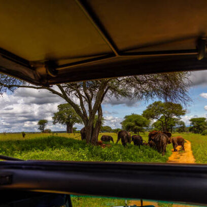 View from a safari vehicle as it trails a group of majestic elephants traversing the verdant landscape of a Tanzanian national park.