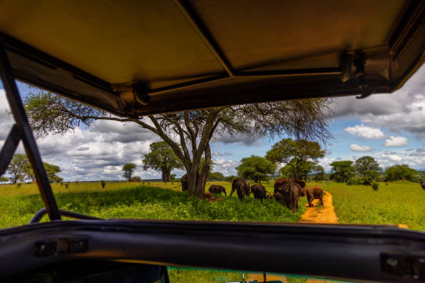 View from a safari vehicle as it trails a group of majestic elephants traversing the verdant landscape of a Tanzanian national park.
