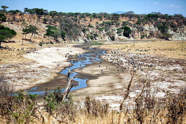 Animals-crossing-Tarangire-River-in-Tanzania