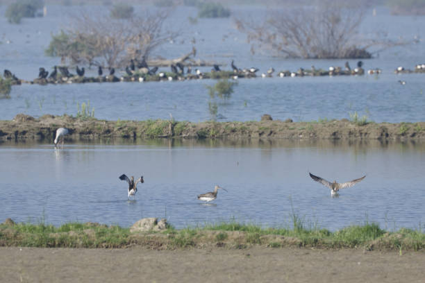 Bird species along Lake Burigi in Tanzania Bird species along Lake Burigi in Tanzania