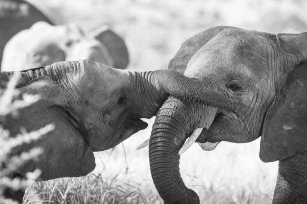 young elephants playing in the Tarangire National Park, Tanzania