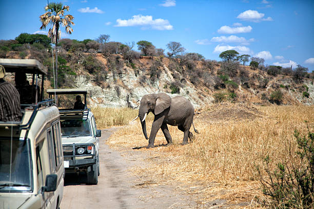 Game drive safaris in Tarangire Safari vehicles with unrecognisable tourists watching the wildlife. Tarangire National Park, Tanzania.