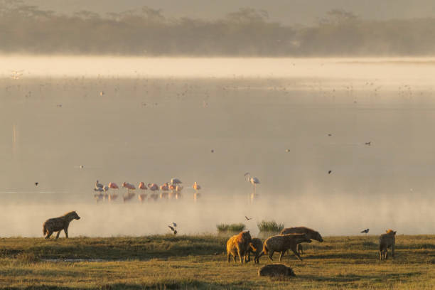Spotted Hyaenas, Crocuta crocuta, with Greater and Lesser Flamngos, Phoeniconaias minor and Phoenicopterus roseus, at the edge of Lake Magadi in Ngorongoro Crater, which is part of the Ngorongoro Conservation Area in northern Tanzania, Africa. There are some shorebirds at the edge of the lake, and many Flamingoes are flying away in the background. NB: shallow dof, focus is on Hyaenas.