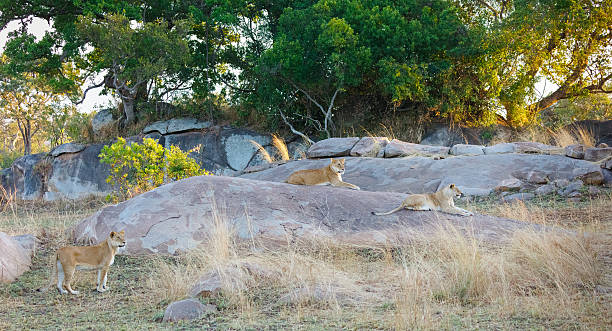 Lions-resting-on-the-Moru-Kojpes-in-Serengeti