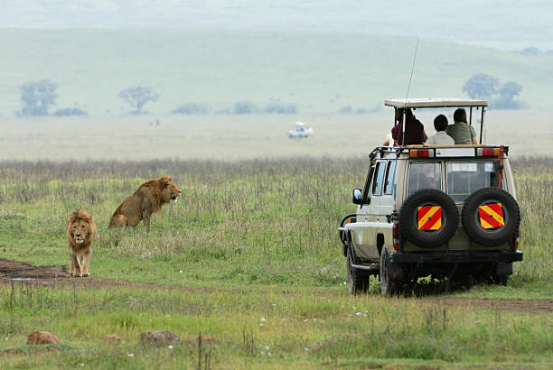 Morning game drives in Tanzania