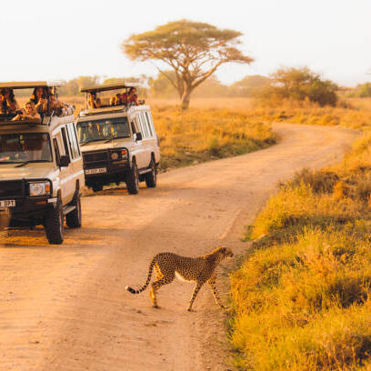 tourists have safari road trip tour by 4X4 vehicles in the wild African savannah, and enjoying the bright dramatic sunset above the picturesque landscape from the car, looking at family of cheats crossing the car road