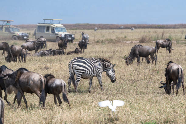 Photographers observing from inside vehicles as diverse herds rest and eat within grassland of Ngorongoro Conservation Area, Tanzania.
