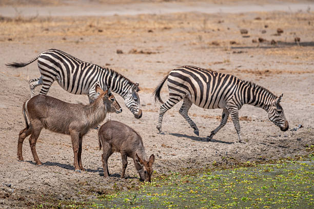 Two zebras walking alongside a waterbuck and its calf, drinking at a waterhole spotted during a Tarangire National Park safari