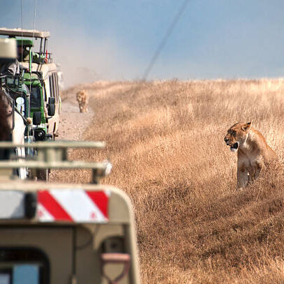 game drives in ngorongoro