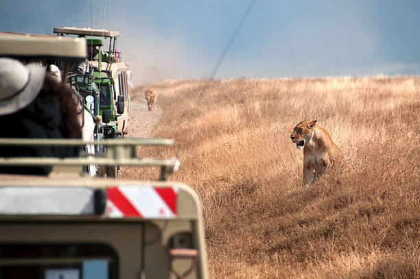 game drives in ngorongoro