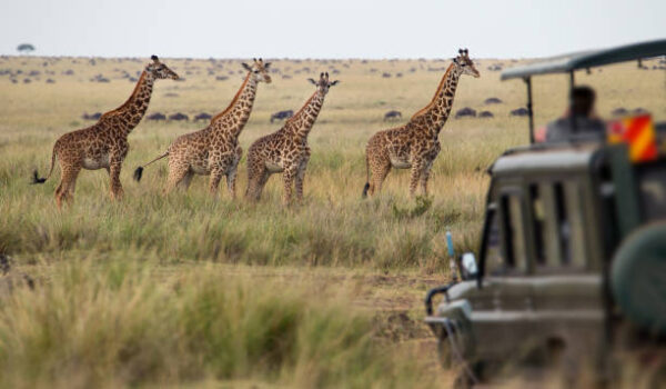 Game drives in the Serengeti Park Tanzania with giraffes herd in savannah