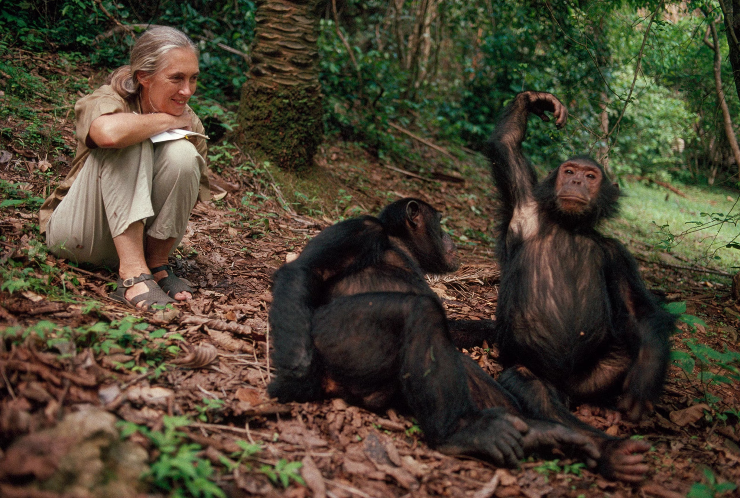 Jane Goodall Research Centre in Gombe Stream National park Jane Goodall Research Centre in Gombe Stream National Park